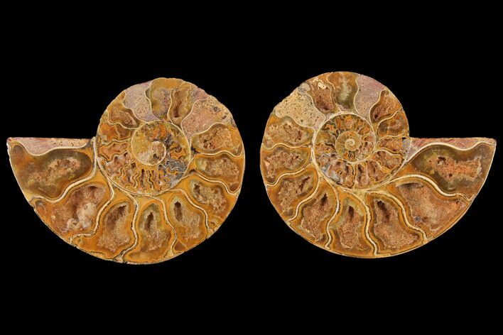 Cut & Polished Agatized Ammonite Fossil- Jurassic #131702